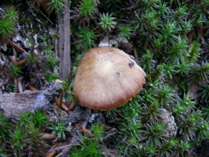945 Febbraio vecchio ritrovamento